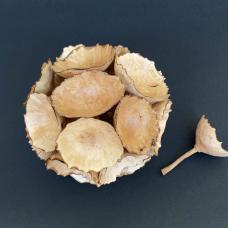 A grouping of lathe-turned Madrone "blossoms" make up this sculpture. Worked from freshly cut wood; they are then allowed to wrinkle and become more naturalistic. All held together and stand on its own or upon a snake wood stand. An extra floret is included to explore. Will be selling these for $95 each.